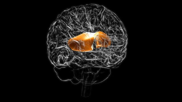 Brain Corpus callosum Anatomy For Medical Concept 3D animation