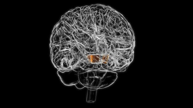 Brain Cerebral peduncle Anatomy For Medical Concept 3D animation