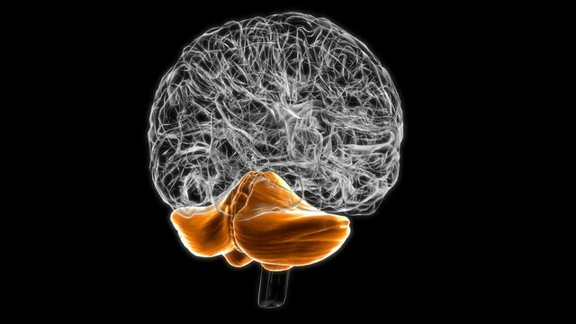 Brain Cerebellum Anatomy For Medical Concept 3D animation