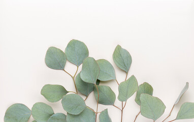 Eucalyptus composition. Pattern made of various colorful flowers on white background. Flat lay stiil life.