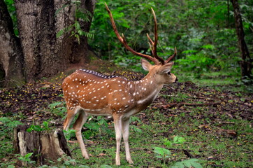 Spotted deer