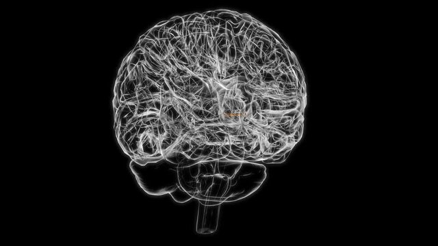 Brain Anterior commissure Anatomy For Medical Concept 3D animation