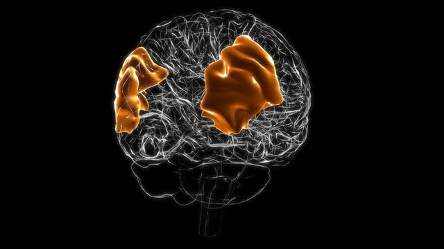 Brain angular gyrus Anatomy For Medical Concept 3D animation