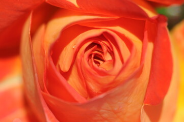 Fototapeta na wymiar Rote Rose