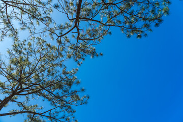 Pine tree with blue sky background. Landscape tree in national park at Thailand during winter season