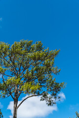 Pine tree with blue sky background. Landscape tree in national park at Thailand during winter season