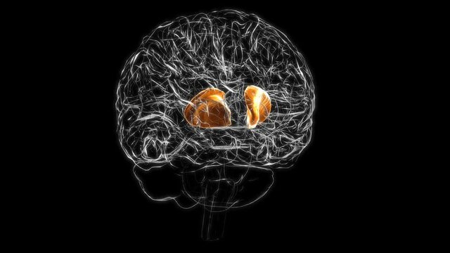 Brain internal capsule Anatomy For Medical Concept 3D animation