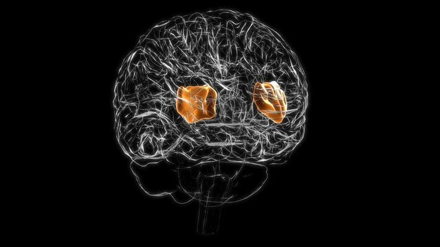 Brain insula Anatomy For Medical Concept 3D animation