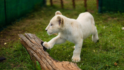 Obraz premium A little white lioness walks around the enclosure. Lioness 4 months old, rare color.