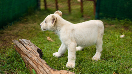 A little white lioness walks around the enclosure. Lioness 4 months old, rare color.