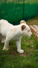 A little white lioness walks around the enclosure. Lioness 4 months old, rare color.