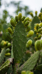 Cactus fruits. South Africa . Green background