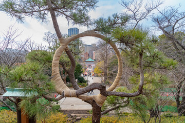 台東区　上野恩賜公園の清水観音堂　月の松