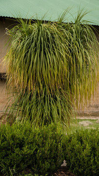 Green plants of Africa. Summer landscape.
