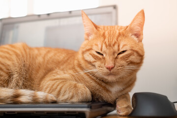 A beautiful red cat is lying on a laptop keyboard