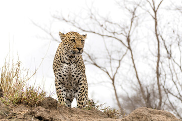 Leopard (Panthera pardus, a very pale female, looking from a termite mound for prey in Sabi Sands Game Reserve in the Greater Kruger Region in South Africa          