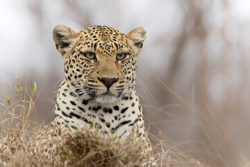 Leopard (Panthera pardus, a very pale female, looking from a termite mound for prey in Sabi Sands Game Reserve in the Greater Kruger Region in South Africa          