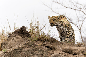 Leopard (Panthera pardus, a very pale female, looking from a termite mound for prey in Sabi Sands Game Reserve in the Greater Kruger Region in South Africa          