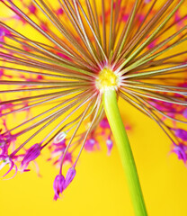 Purple flower of rocambole garlic in the spring. Close up. Yellow background