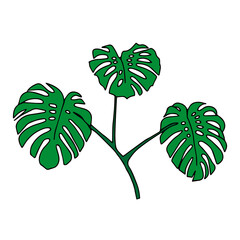 Illustration of three green monstera leaves isolated on a white background