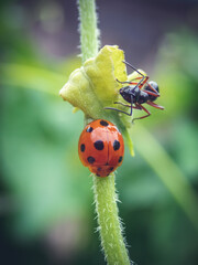 closeup selective focus Ladybugs and black ants cling to the tops of young leaves in the grass looking for food. Live together, although different species, but can live together. 