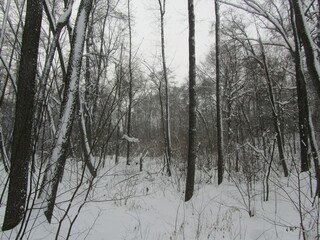 winter, snow, tree, forest, nature, cold, landscape, trees, frost, white, ice,