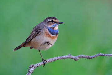 llittle bird resting on small branch at its living spot in evening, luscinia svecica