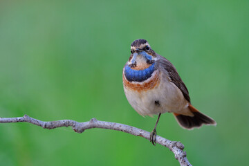 fluffy bird with beautiful blue chest perching on thin branch by single foot standing