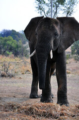 Obraz premium elephant