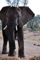 Fototapeta premium elephants