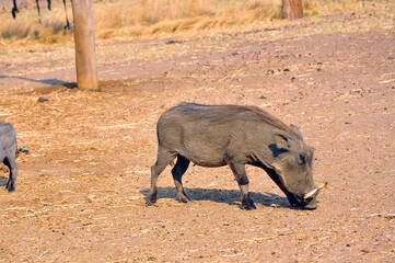 warthog in the wild