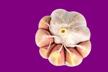 Obraz na płótnie Canvas Garlic food ingredient, studio shot