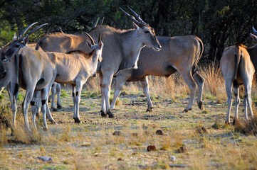 antelope in the wild