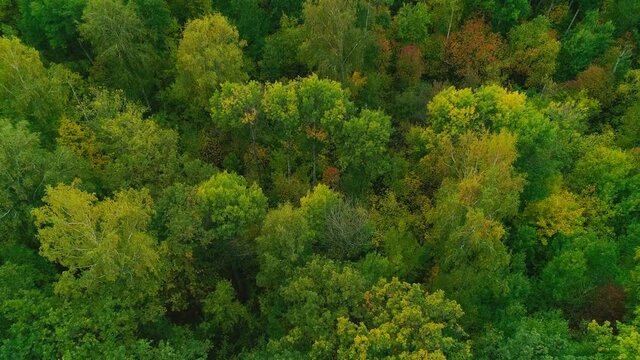 Aerial video of autumn forest in the evening