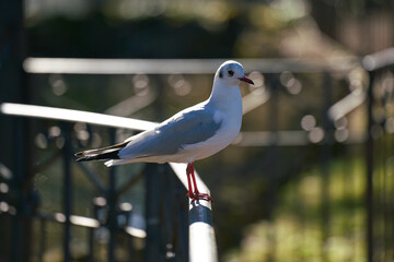 A seagull standing on a railing at Villa Borghese city park in Rome