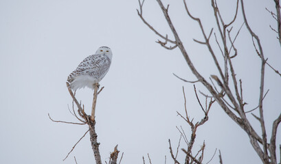 Snowy Owl in winter north 