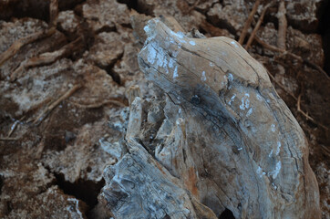 Land with dry and cracked ground. Desert, global warming background