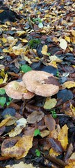 Two young autumn mushrooms against the background of autumn foliage.