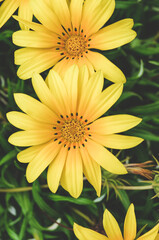 yellow flower in the garden