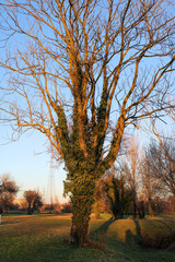 Albero spoglio avvolto dall'edera al tramonto