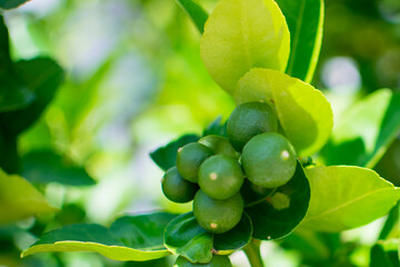 Green limes on the lime tree (Citrus aurantifolia), they are closely related to lemon. It has a sour taste and is an excellent source of vitamin C.