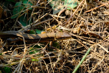 lizard on the grass