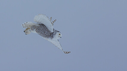 Snowy Owl in winter north 