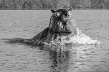 This Hippo Bull charged our boat as we cruised by - Chobe River, Botswana.