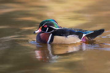 Gorgeous colorful Wood Duck swimming quietly on golden pond