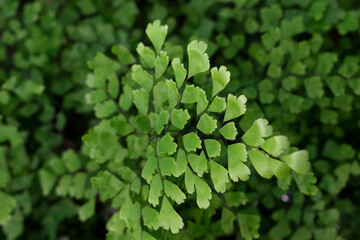 Fototapeta premium Maidenhair Fern plant in summer park. Natural close up photo. Alternative medicine ingridients.
