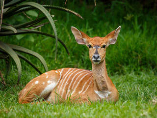 Nyala female taking a break on a hot day in Africa. - Bonamanzi Game Reserve, South Africa