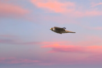 Peregrine falcon flying against soft blurred pink and blue sky