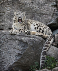 Snow Leopard with mouth open laying down on rocks and looking at viewer - obrazy, fototapety, plakaty