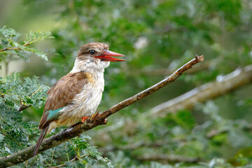 A clear view of a Brown-hooded Kingfisher in a tree - Bonanmanzi Game Reserve, KZN, South Africa.